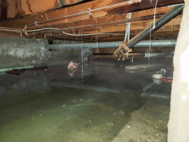 Best Water damage restoration process  in Eloy, AZ